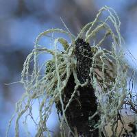 Ramalina pacifica image