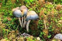 Psilocybe zapotecorum image