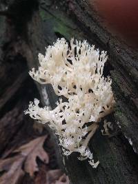 Artomyces pyxidatus image