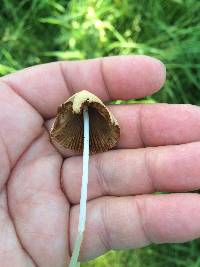 Conocybe apala image