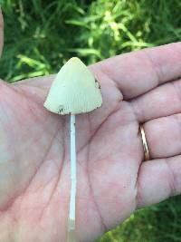 Conocybe apala image