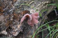 Auricularia auricula-judae image