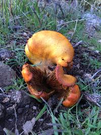 Omphalotus olivascens image