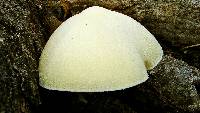 Volvariella bombycina image