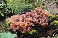 Tremella foliacea image