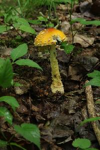 Amanita muscaria image