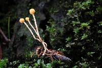 Image of Ophiocordyceps sphecocephala