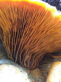 Omphalotus olivascens image