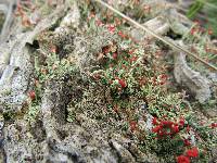 Cladonia cristatella image