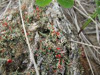 Cladonia cristatella image