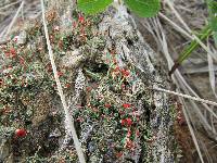 Cladonia cristatella image