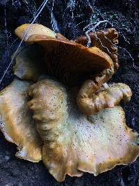 Omphalotus olivascens image