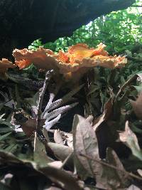 Laetiporus cincinnatus image