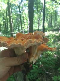 Laetiporus cincinnatus image