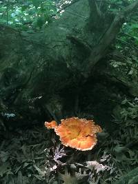 Laetiporus cincinnatus image