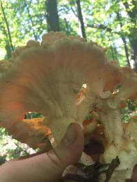 Laetiporus cincinnatus image