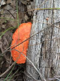 Pycnoporus cinnabarinus image