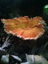 Laetiporus cincinnatus image