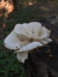 Pleurotus ostreatus image