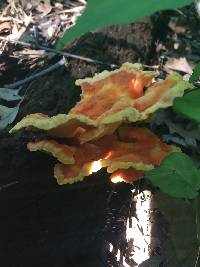 Laetiporus sulphureus image