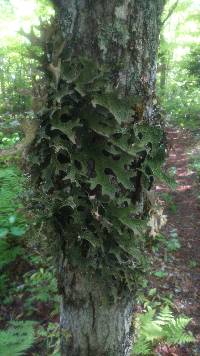 Lobaria pulmonaria image