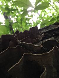 Trametes versicolor image