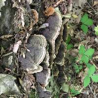 Trametes versicolor image