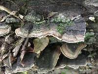 Trametes versicolor image