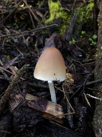 Psathyrella longipes image