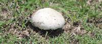 Agaricus campestris image