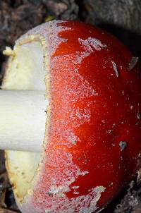 Amanita muscaria image