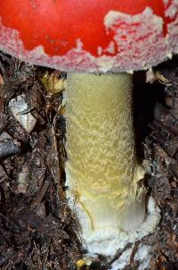 Amanita muscaria image