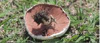 Agaricus campestris image