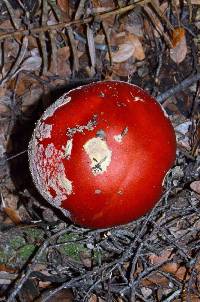 Amanita muscaria image