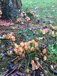 Coprinellus micaceus image