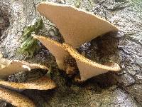 Polyporus squamosus image