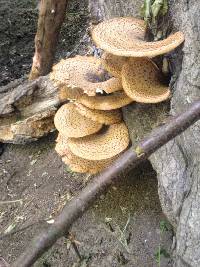 Polyporus squamosus image