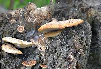 Polyporus squamosus image