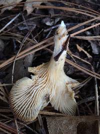 Pleurotus ostreatus image