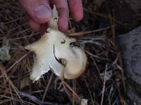 Pleurotus ostreatus image