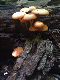 Mycena leaiana image