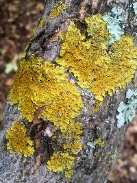 Xanthoria parietina var. parietina image