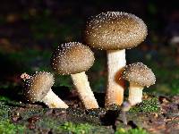 Armillaria novae-zelandiae image