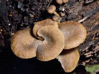 Armillaria novae-zelandiae image