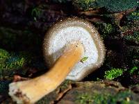 Armillaria novae-zelandiae image