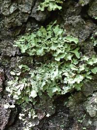 Usnocetraria oakesiana image