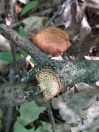 Polyporus alveolaris image