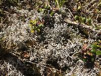 Cladonia rangiferina image