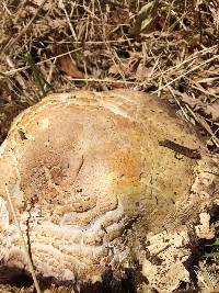 Agaricus augustus image