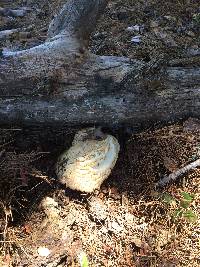 Agaricus augustus image